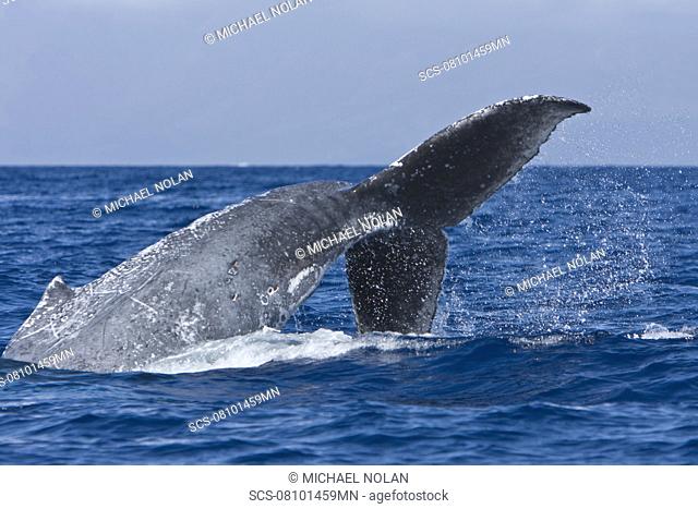 Humpback whale Megaptera novaeangliae in the AuAu Channel between the islands of Maui and Lanai, Hawaii, USA Each year humpback whales return to these waters in...