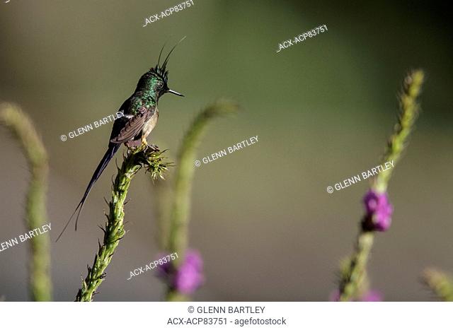 Wire-crested Thorntail (Popelairia popelairii) perched on a branch in Manu National Park, Peru
