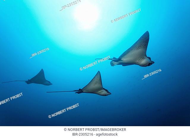 Spotted eagle rays (Aetobatus narinari) swimming in blue water, sun at the back, Floreana Island, Enderby, Galápagos Islands, a World Heritage - natural site