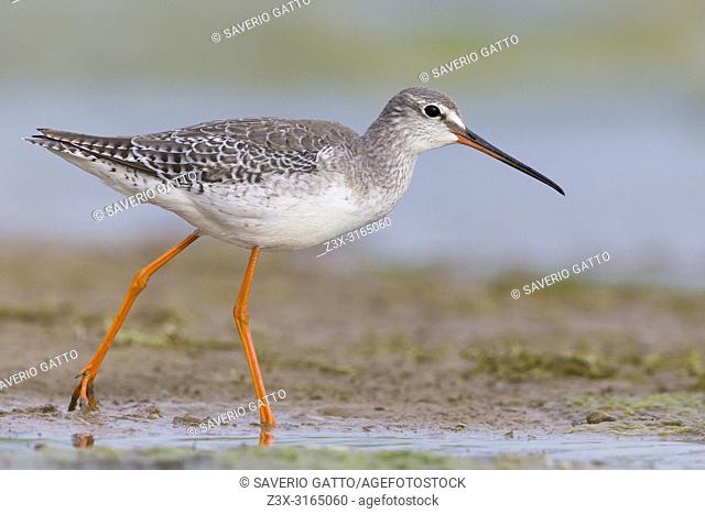 Spotted Redshank (Tringa erythropus), adult in winter plumage walking on the mud, Campania, Italy