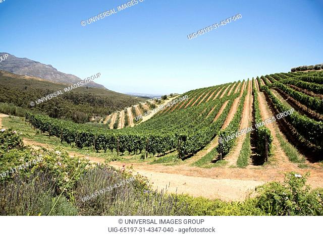 Stellenbosch Western Cape South Africa, Rows of vines growing on the lower slopes of the Simonsberg mountain
