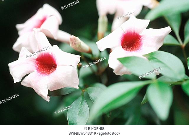 Bower Vine, Bower Plant, Jasmine Pandorea jasminoides, flowers