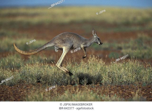 Red Kangaroo (Macropus rufus), adult bounding, Sturt National Park, Australia