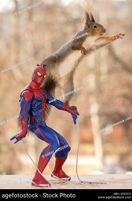 close up of red squirrel standing on spiderman reaching out