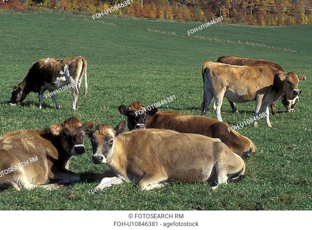 cows, Barnet, VT, Vermont, Young Jersey cows in a pasture in Barnet in the fall