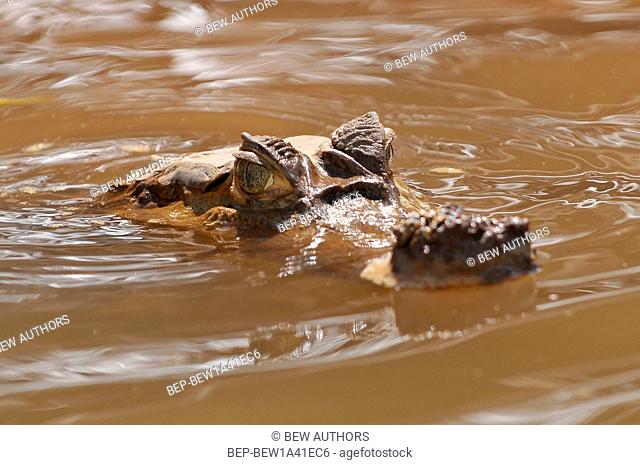 Peru, Amazon Rainforest, the Spectacled White or Common caiman, Caiman crocodilus