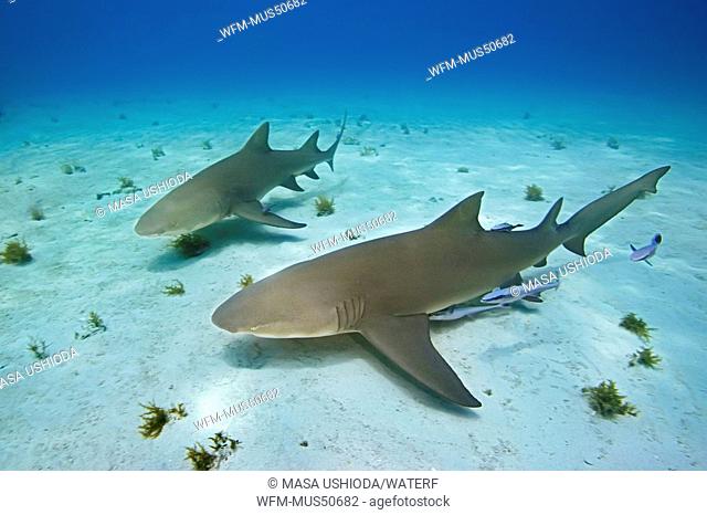 Lemon Sharks, Negaprion brevirostris, Atlantic Ocean, Bahamas
