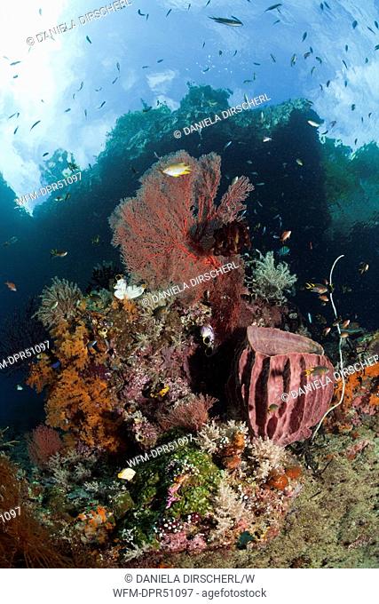 Diverse Corals in Shallow Water, Raja Ampat, West Papua, Indonesia