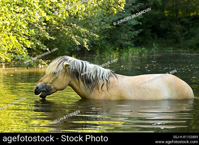Norwegian Fjord horse standing in a pond. Germany