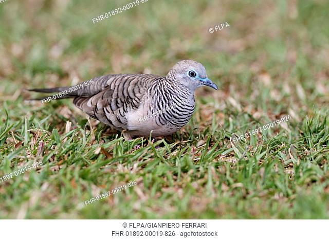 Peaceful Dove (Geopelia placida) adult, foraging on short grass, Cairns, Queensland, Australia, September