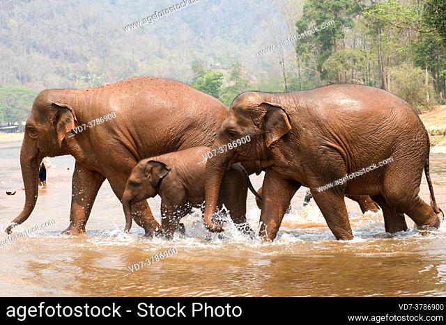 Asian or asiatic elephant (Elephas maximus) bathing in a river. Chiang Mai, Thailand