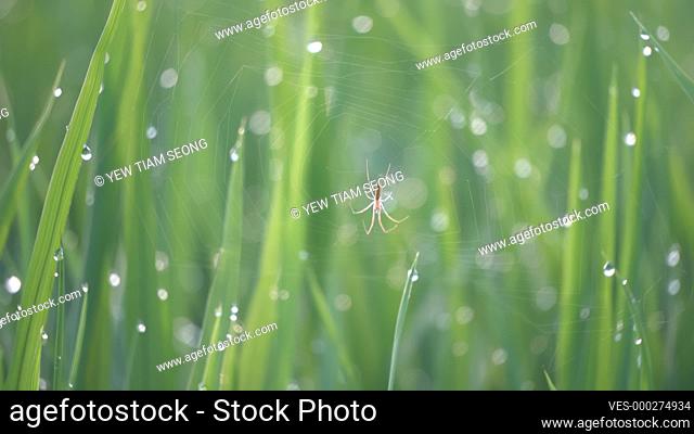 Selective focus a spider on the net with background droplet water at paddy field