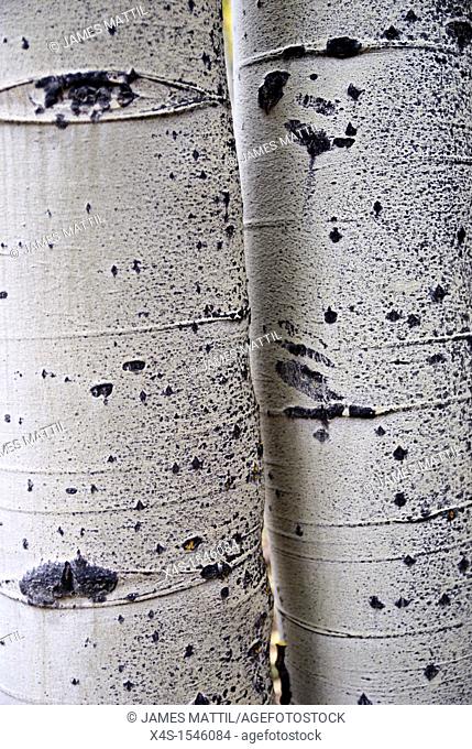 Two aspen tree trunks show off their historical markings