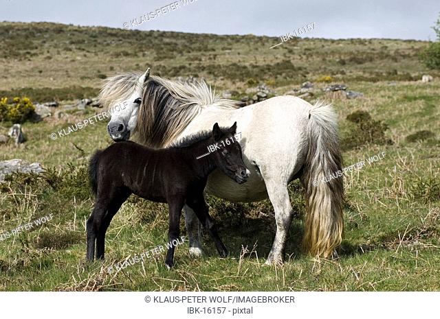 Pony with foal Dartmoor National Park Devon England