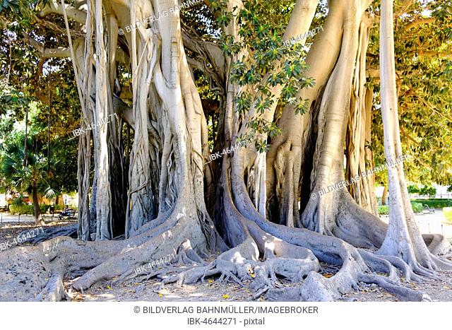 Tree trunk, Moreton Bay fig (Ficus magnolioides), Giardino Garibaldi at Piazza Marina, Palermo, Sicily, Italy