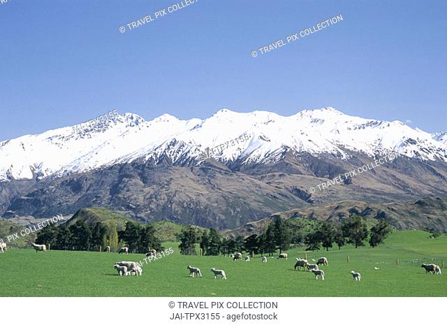 Sheep & Green Grass / Field / The Southern Alps Mountain Ranges / Snow Capped Mountain, Wanaka, South Island, New Zealand
