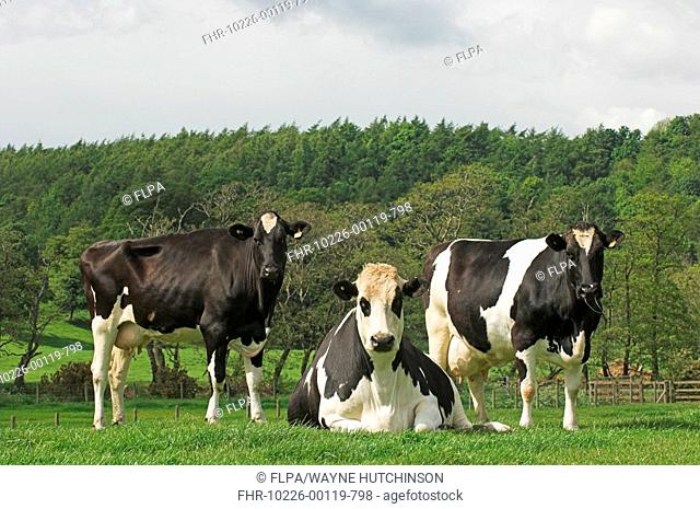 Domestic Cattle, Holstein Friesian cows, two standing, one laying in pasture, Cumbria, England, summer