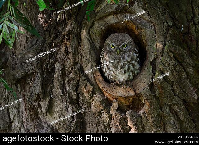 Little Owl / Minervas Owl ( Athene noctua ) perched, sitting in a natural tree hollow, looks serious, wildlife, Europe