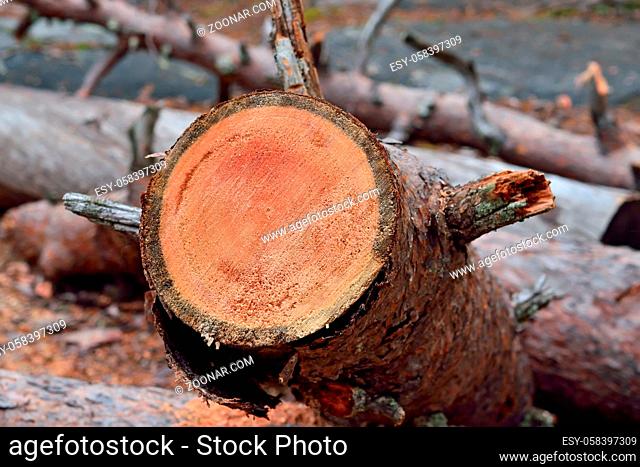 Pine trunk saw cut close-up. Natural background