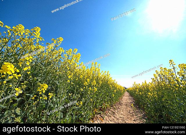 April 23, 2020, detail of a rapeseed field against a blue sky near Kius (Ulsnis municipality) in Schleswig-Holstein in full blood