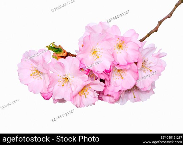 Closeup of pink cherry blossoms