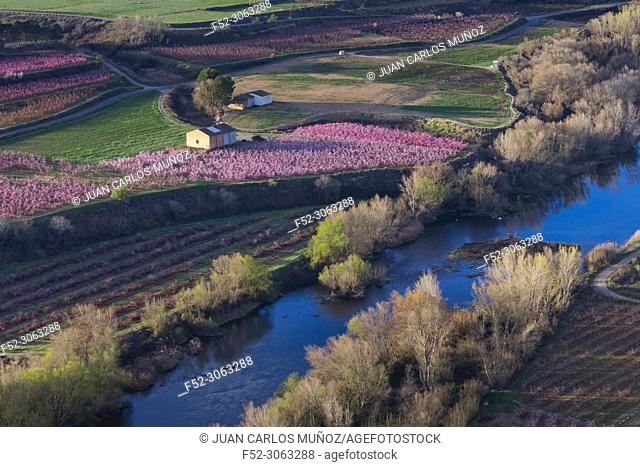 Flowering, Peach tree (Prunus persica), Willow tree (Salix sp. ), Fruiturisme, Tourism Experience, Aitona village, Segre river, Baix Segre, Lleida, Catalonia