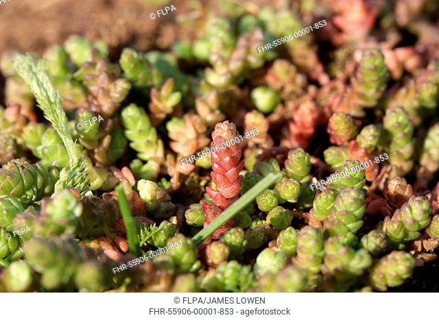 Mossy Stonecrop (Crassula tillaea) introduced species, new and mature growth, Tuddenham St. Mary, Suffolk, England, April