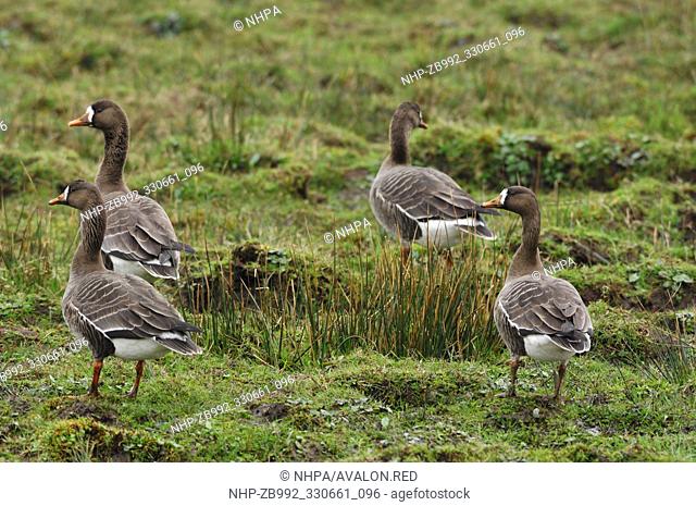 Greenland White-fronted Geese (Anser albifrons flavirostris) grazing in arable field at Loch Gruinart, RSPB Reserve, Isle of Islay, Hebrides, Scotland