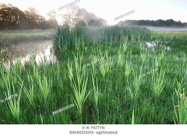 common cattail, broad-leaved cattail, broad-leaved cat's tail, great reedmace, bulrush (Typha latifolia), pool in the morning, Belgium