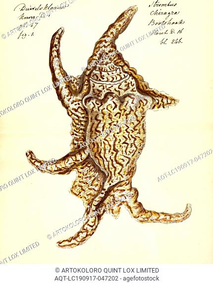 Pterocera chiragra, Print