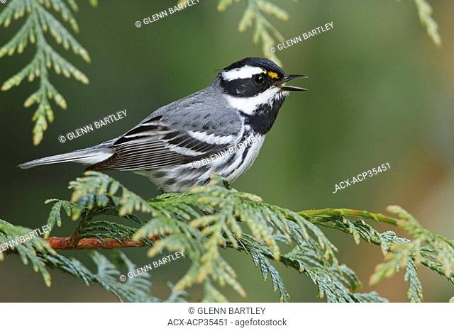 Black-throated Gray Warbler Dendroica nigrescens perched on a branch in Victoria, BC, Canada