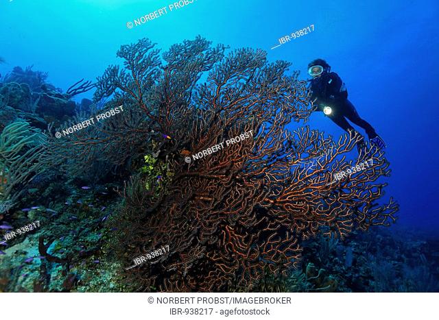 Diver looking at Deep-water sea-fan (Iciligorgia schrammi) in a coral reef, Turneffe Atoll, Belize, Central America, Caribbean