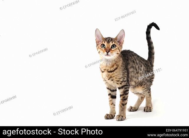 Purebred smooth-haired cat on a white isolated background. High quality photo