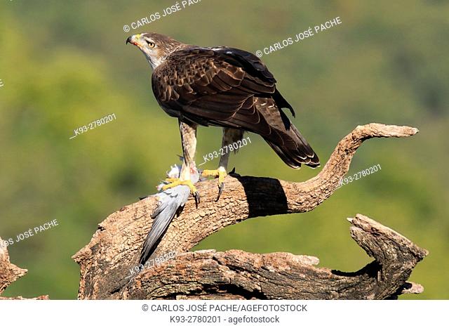 Bonelli's eagle (Aquila fasciata) with prey. Parque Nacional de Monfrague, Extremadura, Spain
