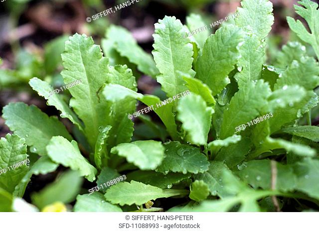 Poppy papaver somniferum, young leaves
