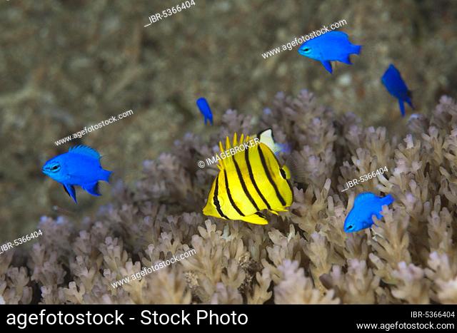 Juvenile eight-banded butterflyfish and blue sapphire demoiselles (Chaetodon octofasciatus), Chrysiptera cyanea, Russell Islands, Solomon Islands, Oceania