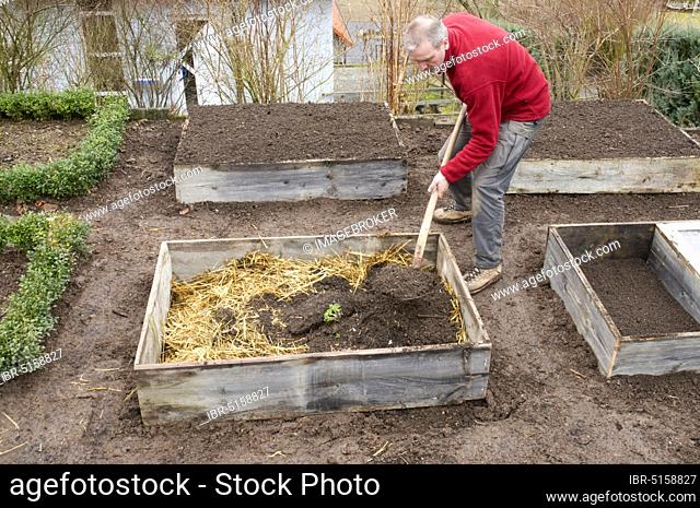 Cold frame, manure bed, straw, manure and soil is filled in