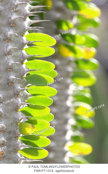 Madagascar ocotillo, Alluaudia procera, Close side view of small leaflets in patterns along a spiny woody stem, Backlit