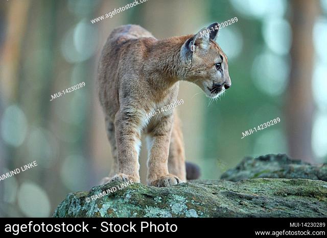 Cougar, Mountain Lion, Puma, Puma concolor