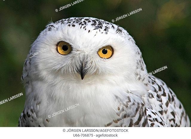 Owl, Nyctea scandiaca. Lappland. Sweden