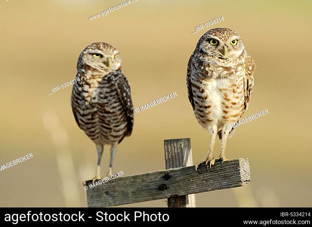 Burrowing owl (Athene cunicularia) pair, Florida, Burrowing Owl, USA, North America