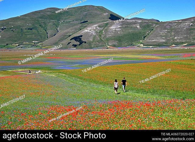 Tourists among the lentils bloom in the background the coniferous forest in the shape of Italy planted in 1961 on the occasion of the first centenary of the...