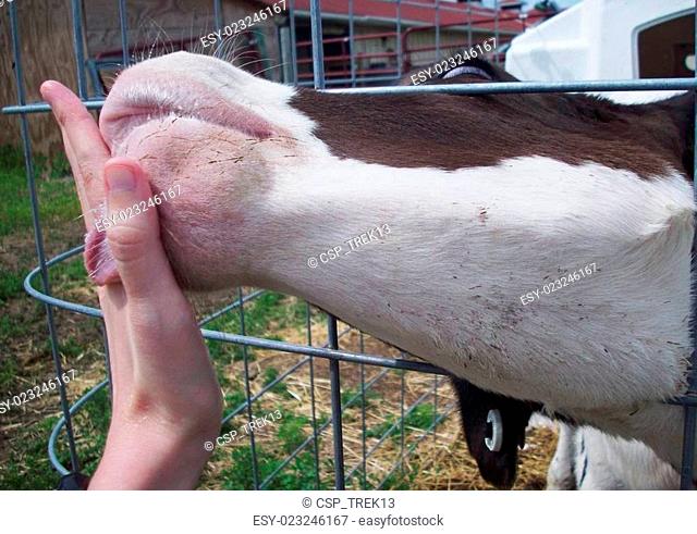 Petting A Cow