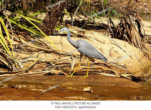 White-faced Heron (Egretta novaehollandiae) Ardeidae on waters edge | usage worldwide. - /Northern Territory/Australia