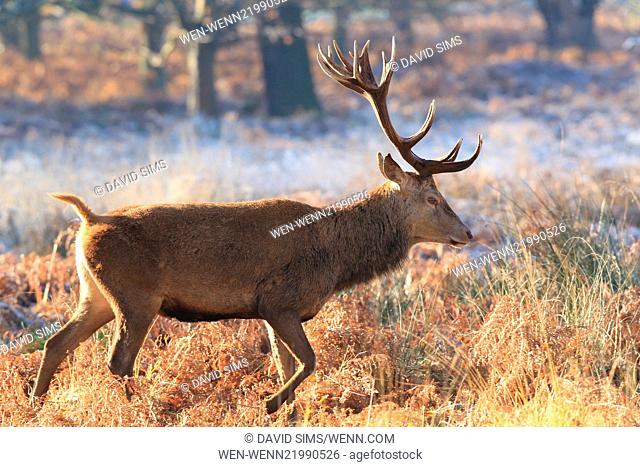 Londoners wake up to their first heavy frost of the winter in Richmond Park Featuring: Atmosphere Where: London, United Kingdom When: 06 Dec 2014 Credit: David...