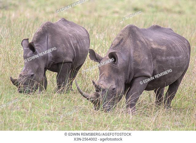 Rhinoceros (Rhinocerotidae) grazing in the fields of Saint Lucia, Kwazulu-Natal, South Africa - iSimangaliso Wetland Park
