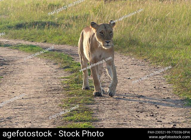 06 March 2023, Kenya, Masai Mara: Female lion Photo: David Renke/dpa. - Masai Mara/Masai Mara/Kenya