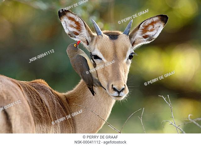 Impala (Aepyceros melampus) with Red-billed Oxpecker (Buphagus erythrorhynchus), South Africa, Mpumalanga, Kruger National Park