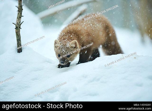 European pine marten (Martes martes) with falling snowflakes in winter, Bavaria, Germany, Europe