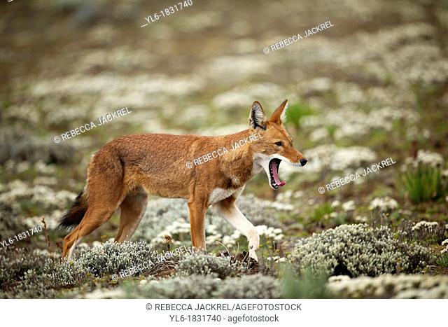 Ethiopian wolf yawning while walking